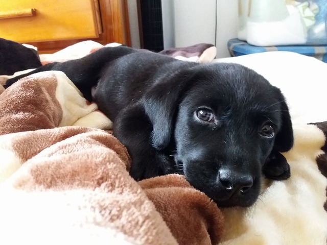 Mi tercer perro, Max.