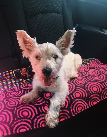 My dog started getting sick/seizures