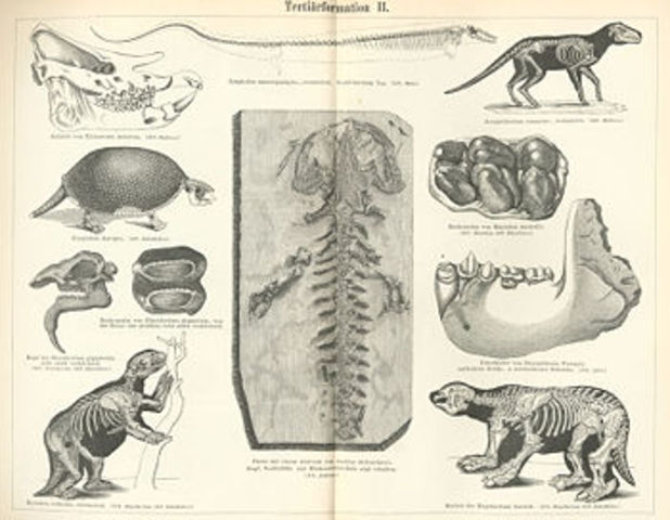 Neogeen (Uusaegkond)