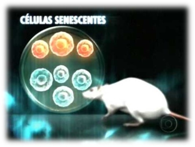 CÉLULAS SENESCENTES
