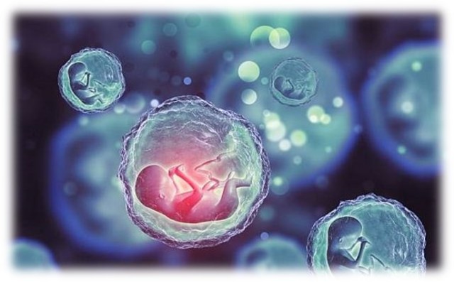 EMBRIONES ARTIFICIALES.