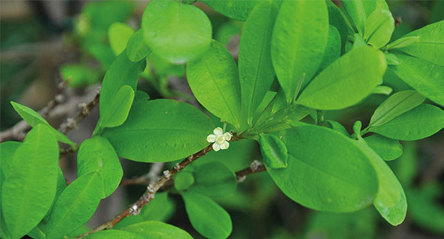 Los orígenes de la coca