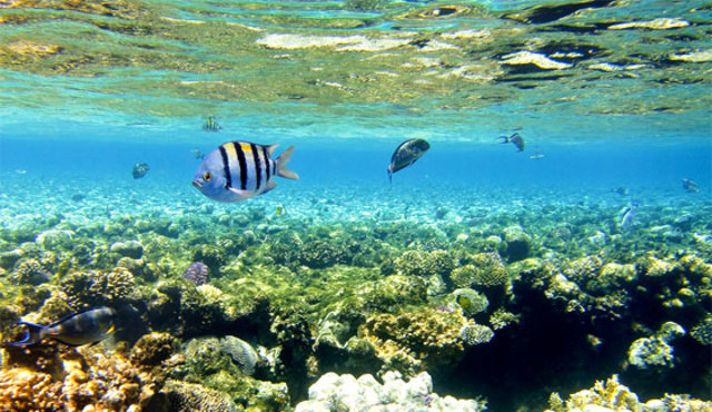 Jorgensen,Patten y Straskraba