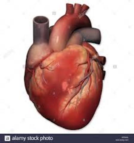 1° trasplante de corazón