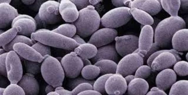 fermentaciones con microbios