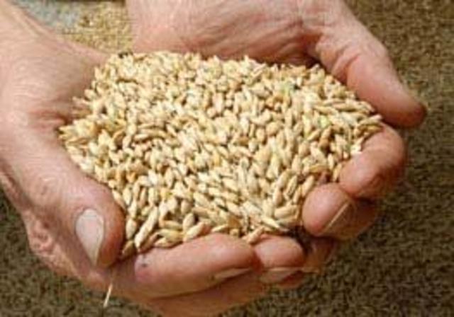 plantas transgénicas