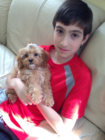 Getting My Second Dog