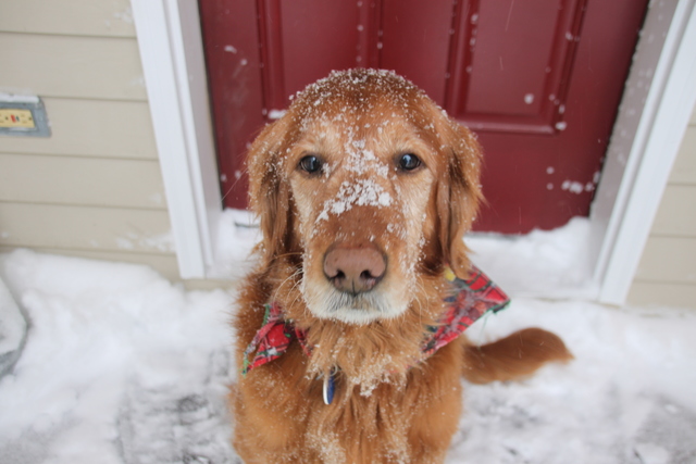 Getting my dog, Bayli