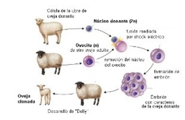 Clonación (Dolly)