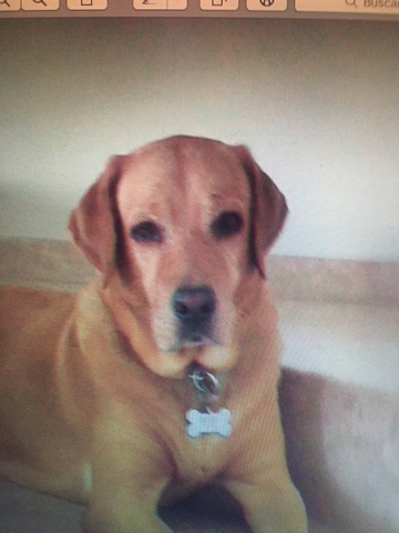 Adoptamos a nuestra labrador: Tasha