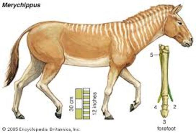 The Merychippus is third evolution of the horse