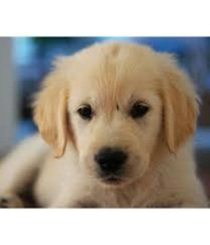 Mis hermanos y yo recibimos un perro.