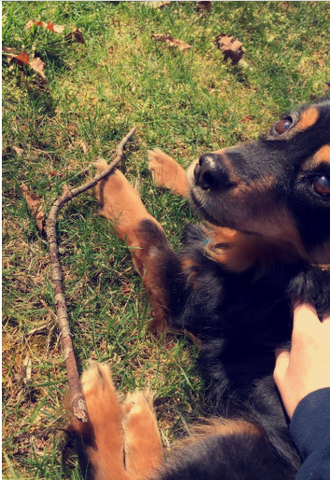 Yo recibí un perro se llama Callie