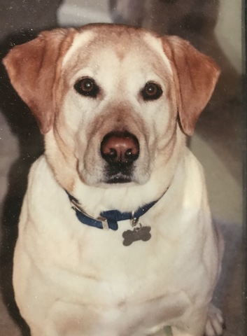 Mi primer perro se murió