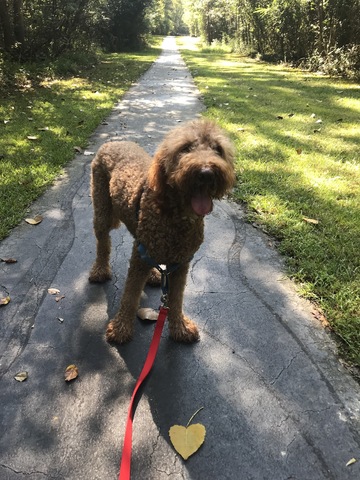 Recibí mi perro Chief para mi cumpleaños 7.