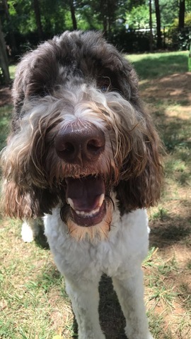Recibí mi segundo perro, Boo, para Navidad estuve muy emocionada porque me encantan perros.