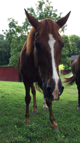 2015 - Mi padre me compró un caballo