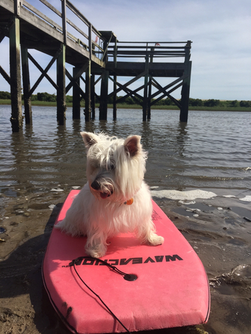 Mis padres cmpraron una perra.