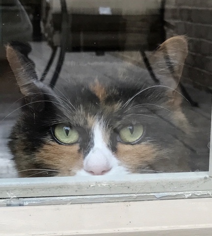 2006- Mi familia y yo recibiron un gato