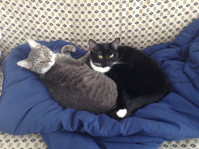 Mi gato llamado Harley murió (gato gris)