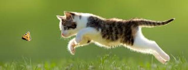 Recibimos un gato se llama Whiskey