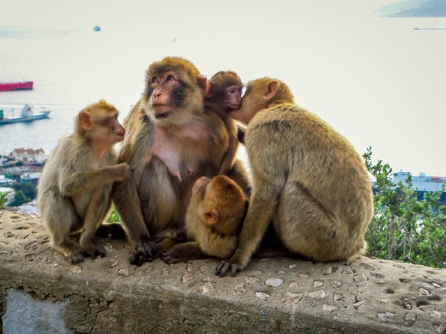 2015- Mi familia y yo fuimos a Spain y Gibraltar. Vimos los monos