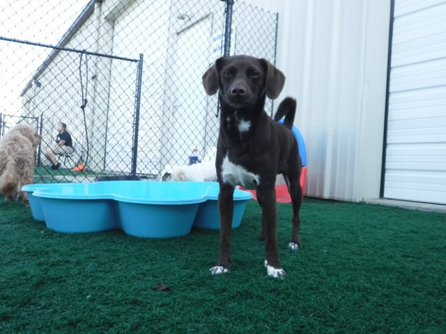 2017- Mi hermana y yo recibiron un perro