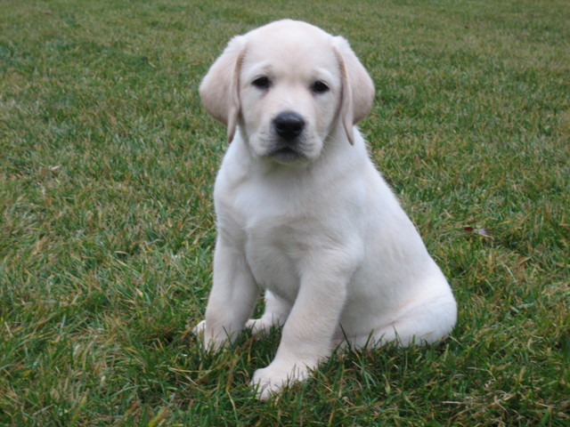 Mi familia y yo recibimos un perro se llama Jake