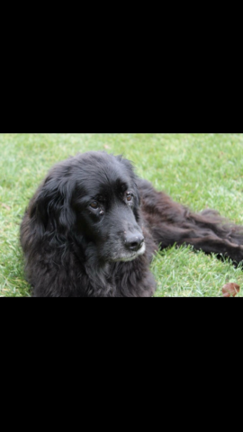 Mi perro se murió. El tuve catorce años