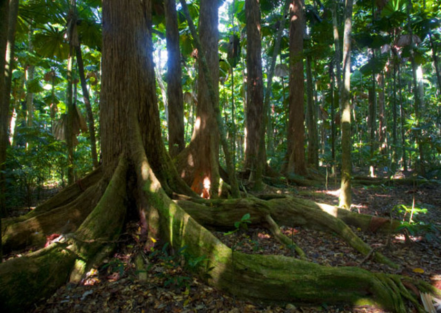 The Daintree Forest is World Heritage listed