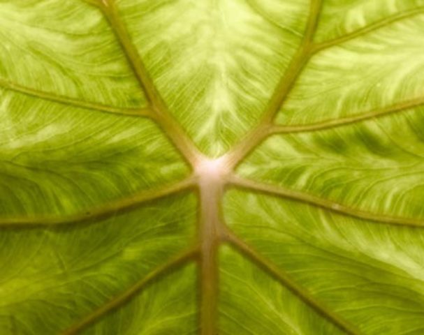 Gremio de Biomímesis