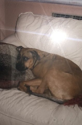 Mi pero lexi se murió