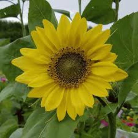 The discovery of the sunflower