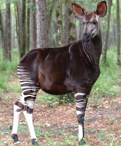 Okapi