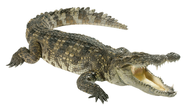 Crocodylidae