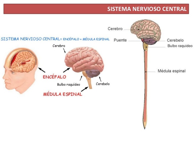 Sistema nervioso central