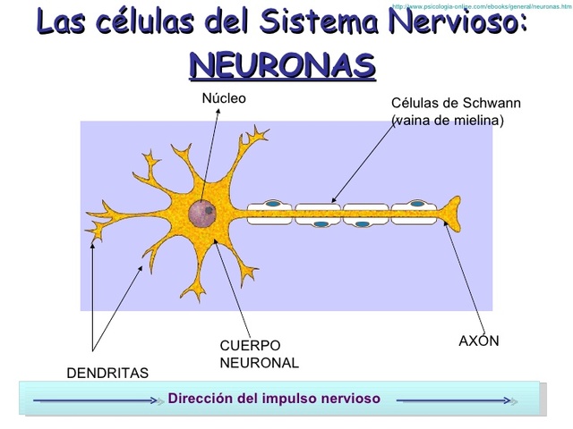 células del sistema nervioso