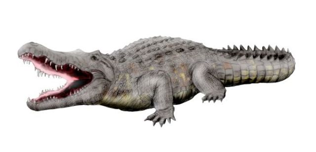 Crocodylus Thorbjarnarsoni