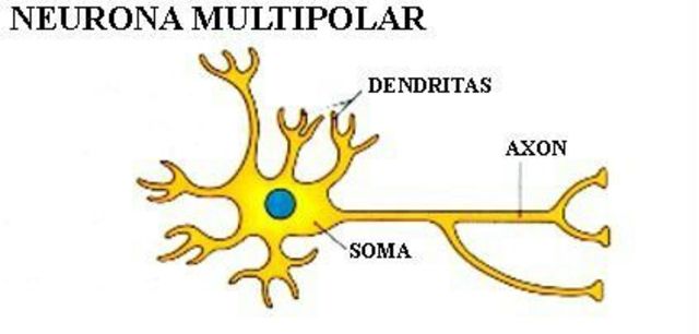 neuronas motoras o multipolares