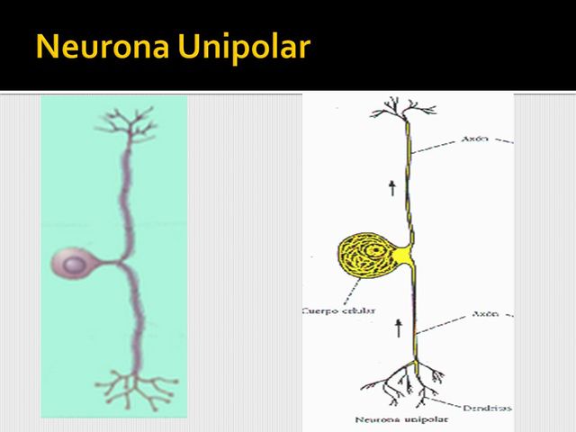 Neuronas sensoriales o unipolares