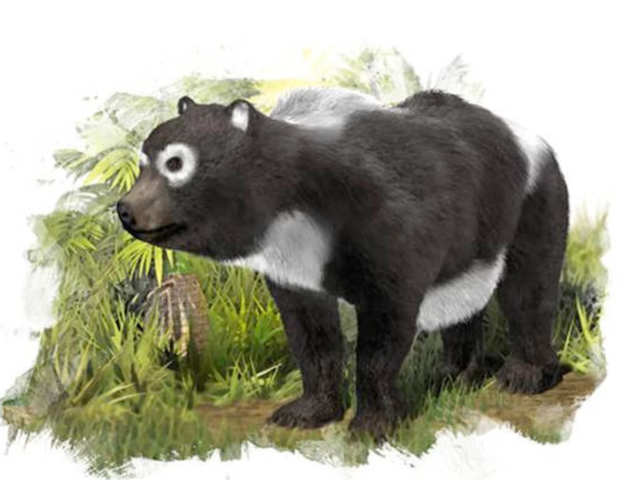 Distant Ancestor - 11.6 million years ago