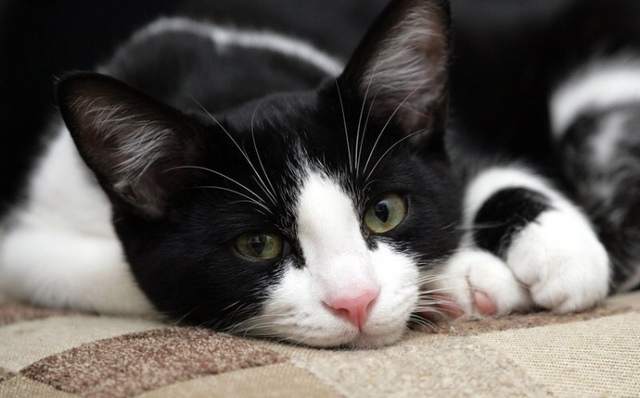 Yo recibí una gato, su nombre era Josie