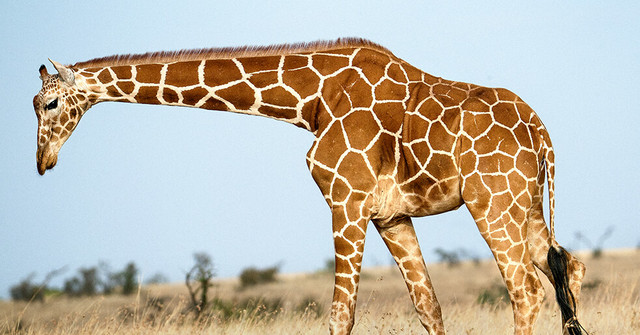 Present-day Giraffe (Giraffa camelopardalis)