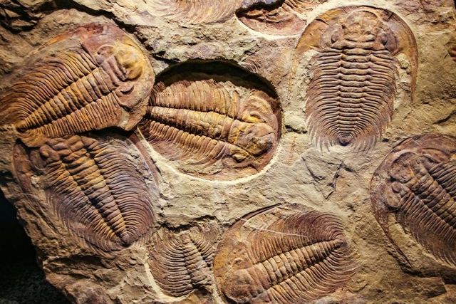 SK Covered by Sea, Trilobites