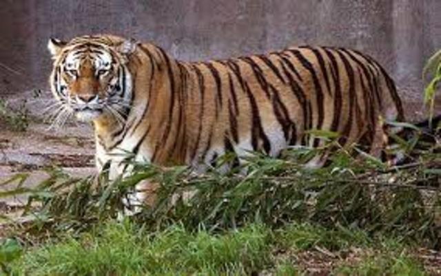George almost gets attacked by a tiger
