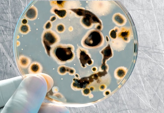 Pap streptokokken virus