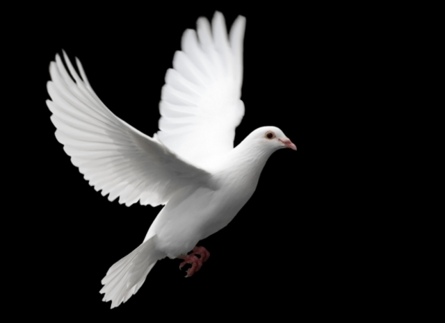 Benoemd tot oudsten in de gemeente