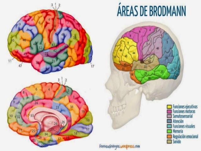 Distinción de 52 áreas de Brodmann