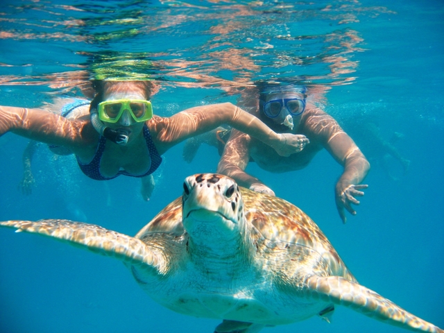 swim with turtles