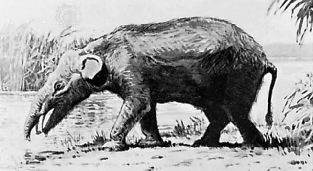 Moeritherium